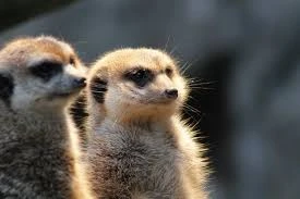 Live animals